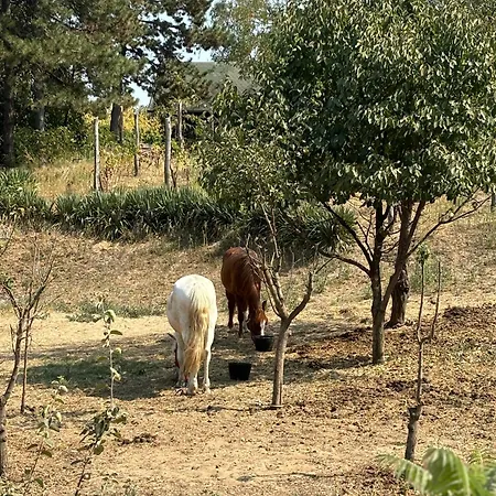 بيت للعطل Kucica U Pesku