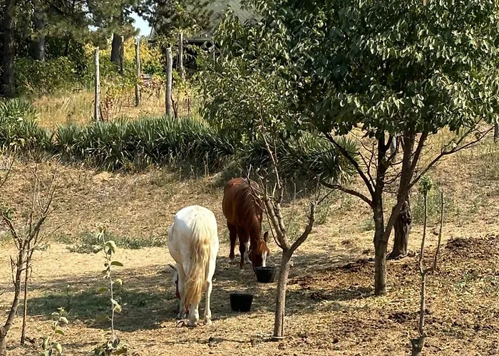 Semesterbostad Kucica U Pesku
